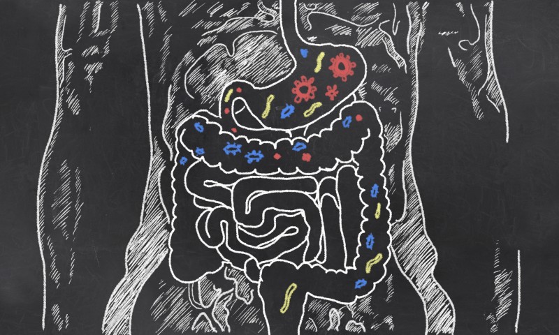 Are Gut Bacteria The Key To Healthy Aging?