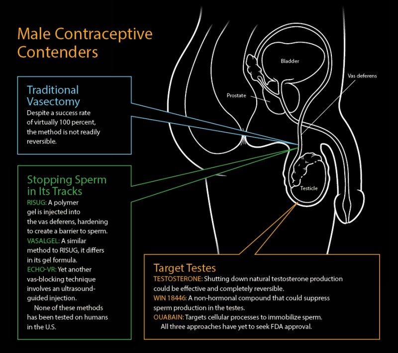 Male Contraceptive Compound Stops Sperm Without Affecting Hormones